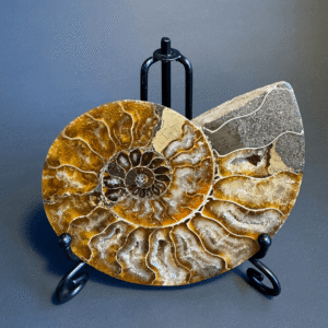 Ammonite Fossil with Display Stand #20