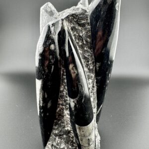 Orthoceras Fossil Tower #10