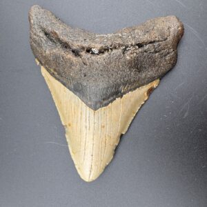 Megalodon Tooth #16