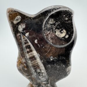 Ammonite and Orthoceras Fossil #28