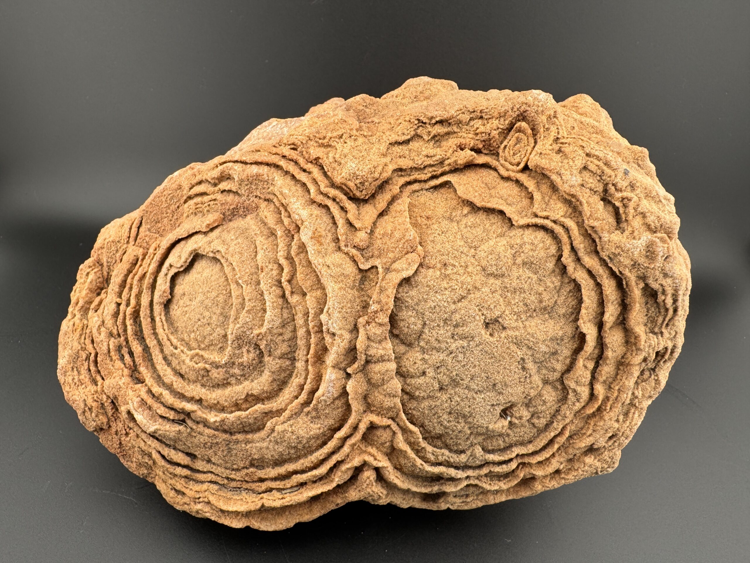 Double Stromatolite #61 - Image 2