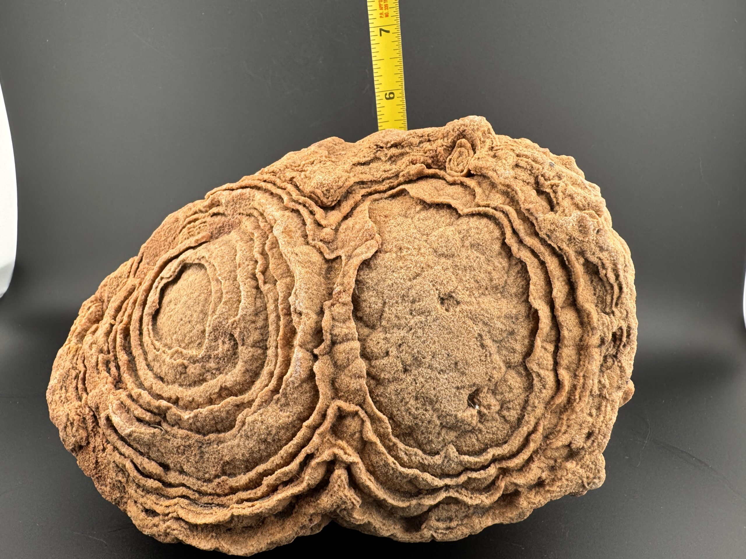 Double Stromatolite #61 - Image 4