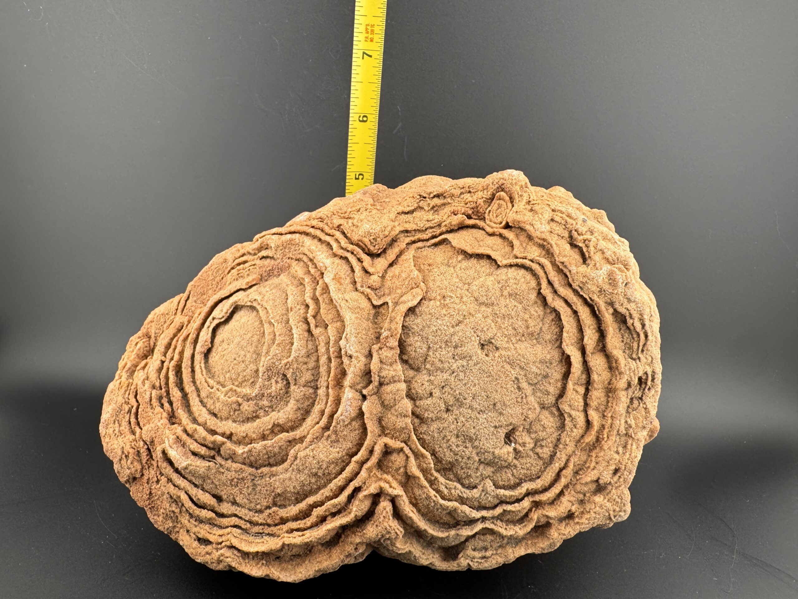 Double Stromatolite #61 - Image 5