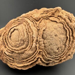 Double Stromatolite #61